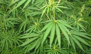 1024px Cannabis 01 bgiu
