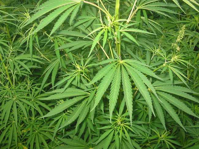 1024px Cannabis 01 bgiu