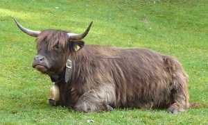 1024px Highlander nel Parco naturale Fanes Sennes e Braies