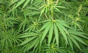 1280px Cannabis 01 bgiu