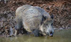 1280px Eberswalde Zoo 12 2017 img2