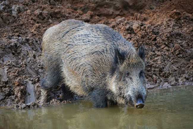 1280px Eberswalde Zoo 12 2017 img2