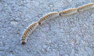1280px Thaumetopoea pityocampa