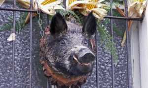 22.Sagra del Cinghiale Migiandone 7 ottobre