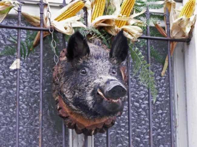 22.Sagra del Cinghiale Migiandone 7 ottobre
