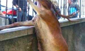 270.cervo morto varzo