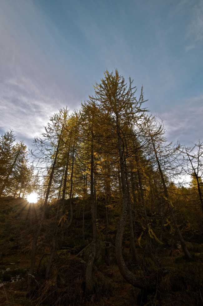 Alpe Devero larici controluce foto di Valeriano PERTEGHELLA 1