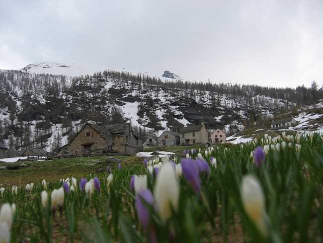 Crochi Alpe Veglia