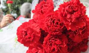 IMG 7551 copia