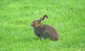 Lepus timidus