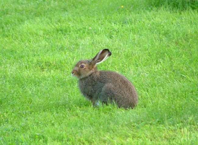 Lepus timidus