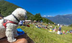 Miq Alpe Briasca 8