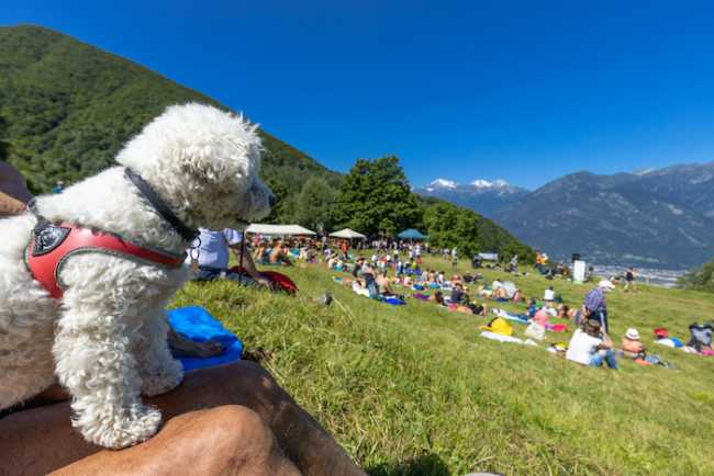Miq Alpe Briasca 8