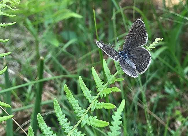 Phengaris alcon a Premosello 2
