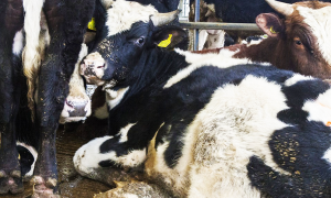 Schermata 2018 01 18 alle 18.15.27