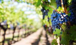 Uva vigna viti vino