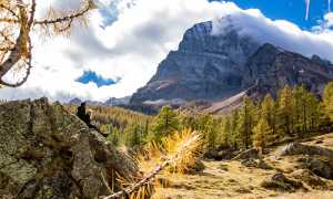 Veglia leone sasso gente