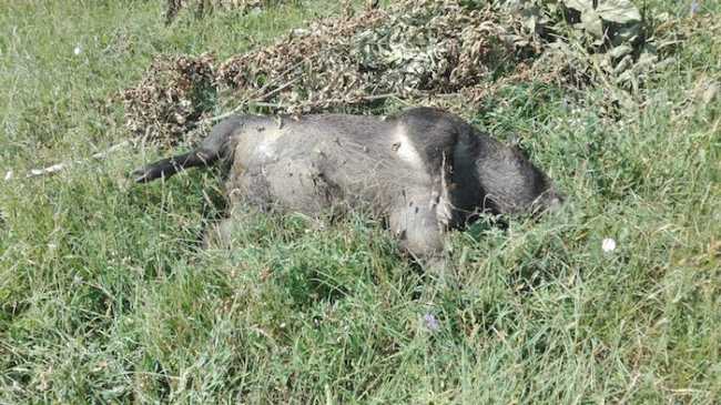 WhatsApp Image 2018 07 31 at 17.22.31