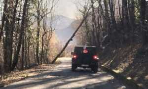albero boden