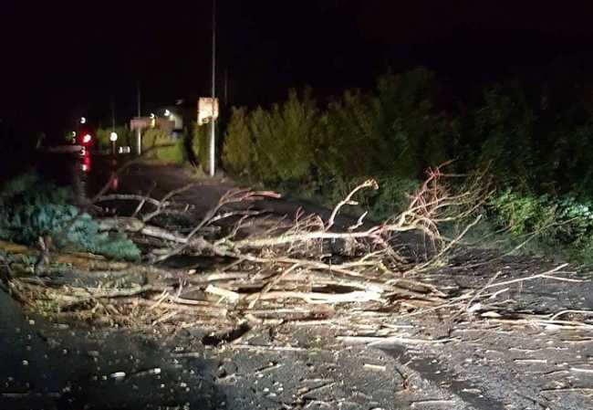 albero caduto croppo