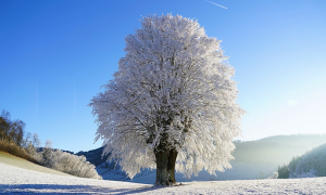 albero neve ghiaccio freddo