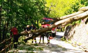 albero strada 2 bognanco