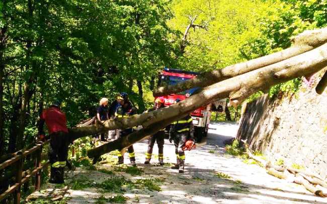 albero strada 2 bognanco