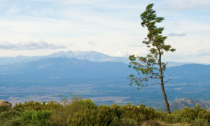 albero vento 2