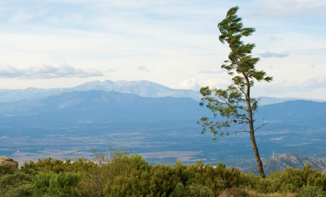 albero vento 2