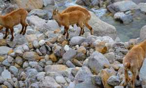 alpe burky stambecchi