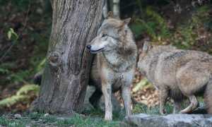 animals 1060594 640
