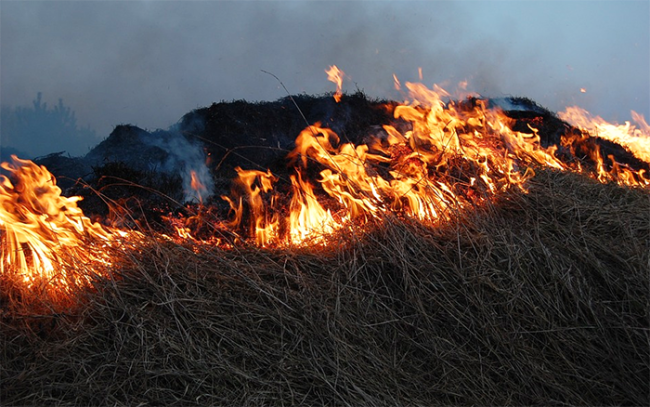 arbe fuoco incendio