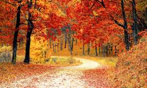 autunno strada foglie