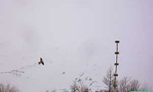 b Gipeto al Belvedere