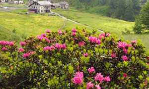 b Rododendro fioritura