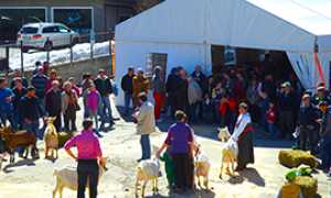 b capretto vigezzino mostra.jpg