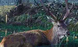 b gustavo cervo 16 trasquera