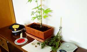 b mariuana carabinieri piantina