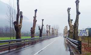 b platani gravellona