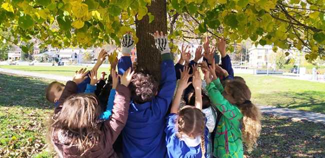 bambini albero medie preglia