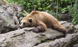 bear 1383980 960 720