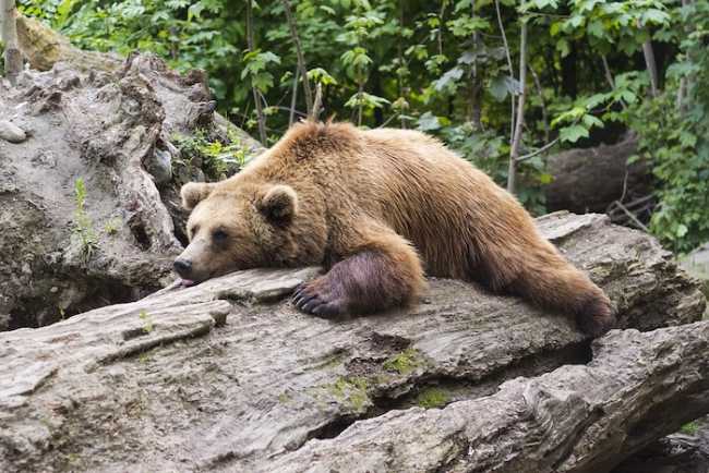 bear 1383980 960 720