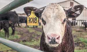 calf g760c55566 640