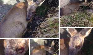 camoscio investito cosasca