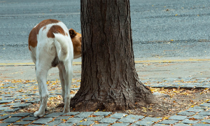 cane albero annusa