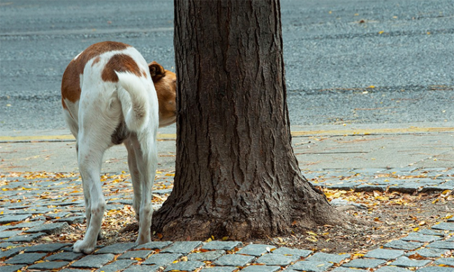 cane albero annusa
