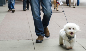 cane bianco passeggio