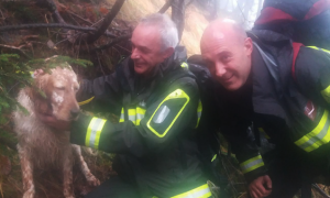 cane salvato vigili