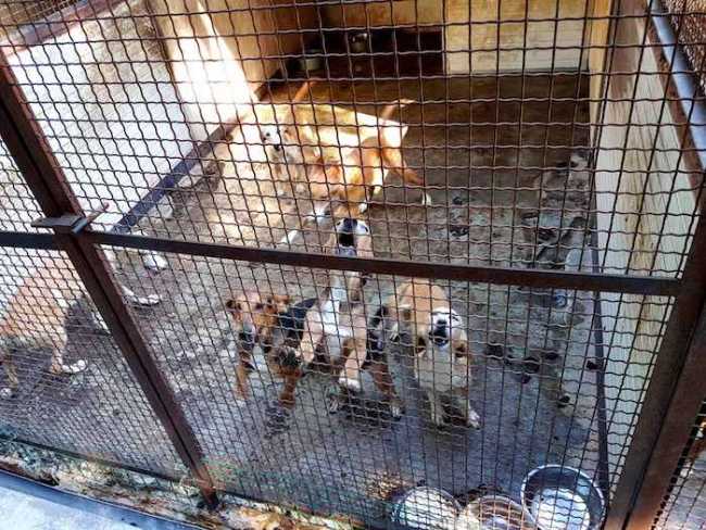 canile montecrestese1