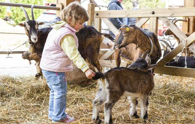 capretto uova vigezzo bambino